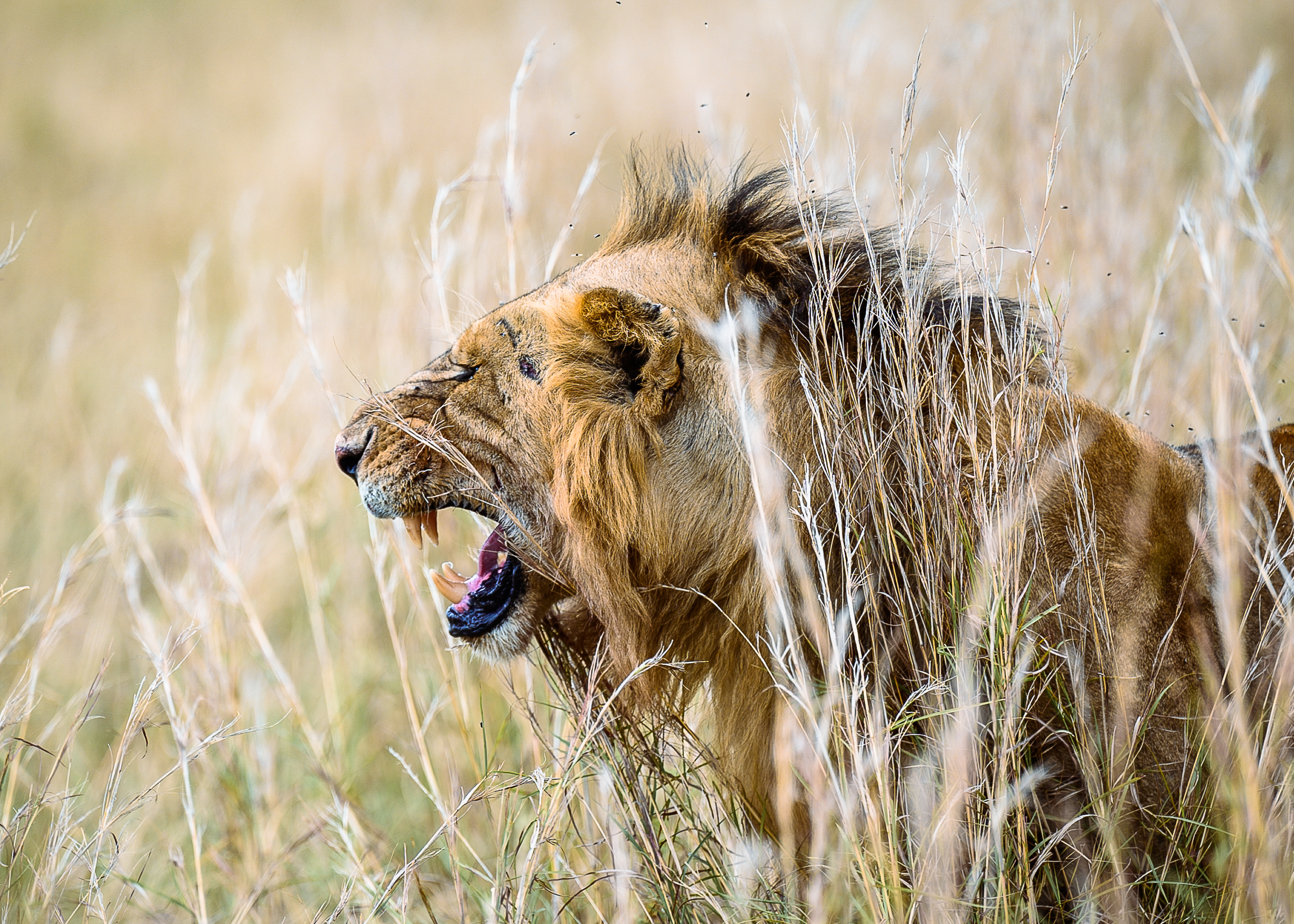 Lion in African savanna